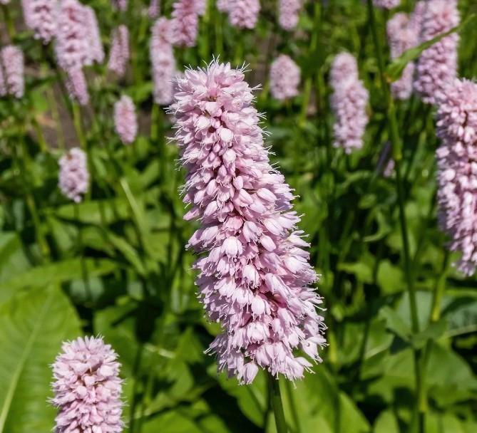 Persicaria Bistorta 'Superba', Adderwortel, meerdere, Tuin en Terras, Planten | Tuinplanten, Vaste plant, Bodembedekkers, Volle zon