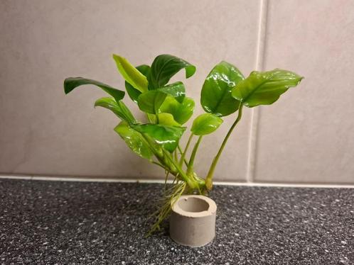 Anubias Aquariumplant A zoals op foto nu € 4,50, Dieren en Toebehoren, Vissen | Aquaria en Toebehoren, Nieuw, Plant(en), Steen of Hout