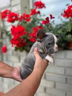 Franse bulldog pups mogen de nestje verlaten, Dieren en Toebehoren, Honden | Bulldogs, Pinschers en Molossers, België, Particulier
