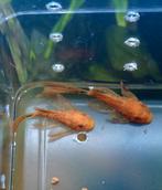 Ancistrus L144 Super Red Longfin, Dieren en Toebehoren, Vis
