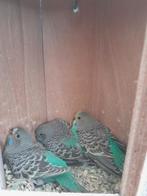 3 jonge grasparkieten., Meerdere dieren, Parkiet, Tam