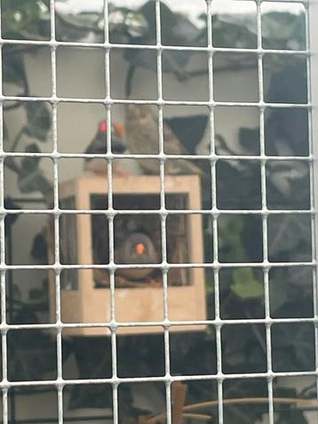 2 koppels zebravinken beschikbaar voor biedingen