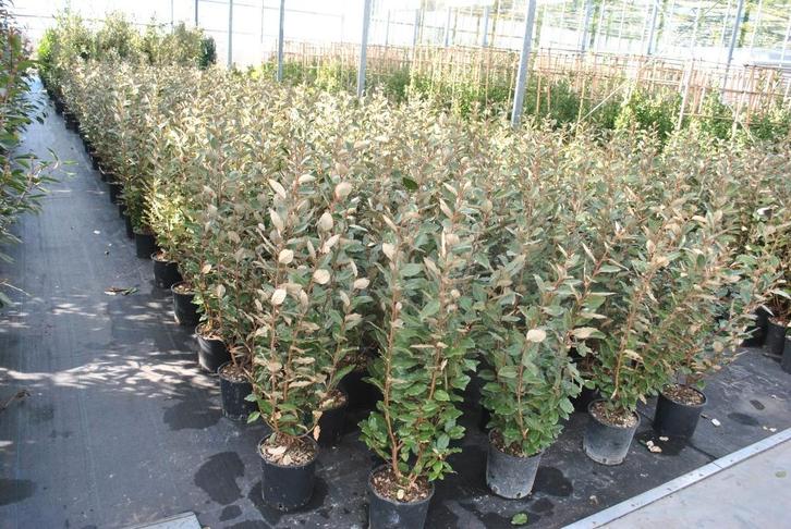 HAAG Elaeagnus ebbingei Compacta Olijfwilg zeewind-droogte++, Tuin en Terras, Planten | Tuinplanten, Vaste plant, Halfschaduw