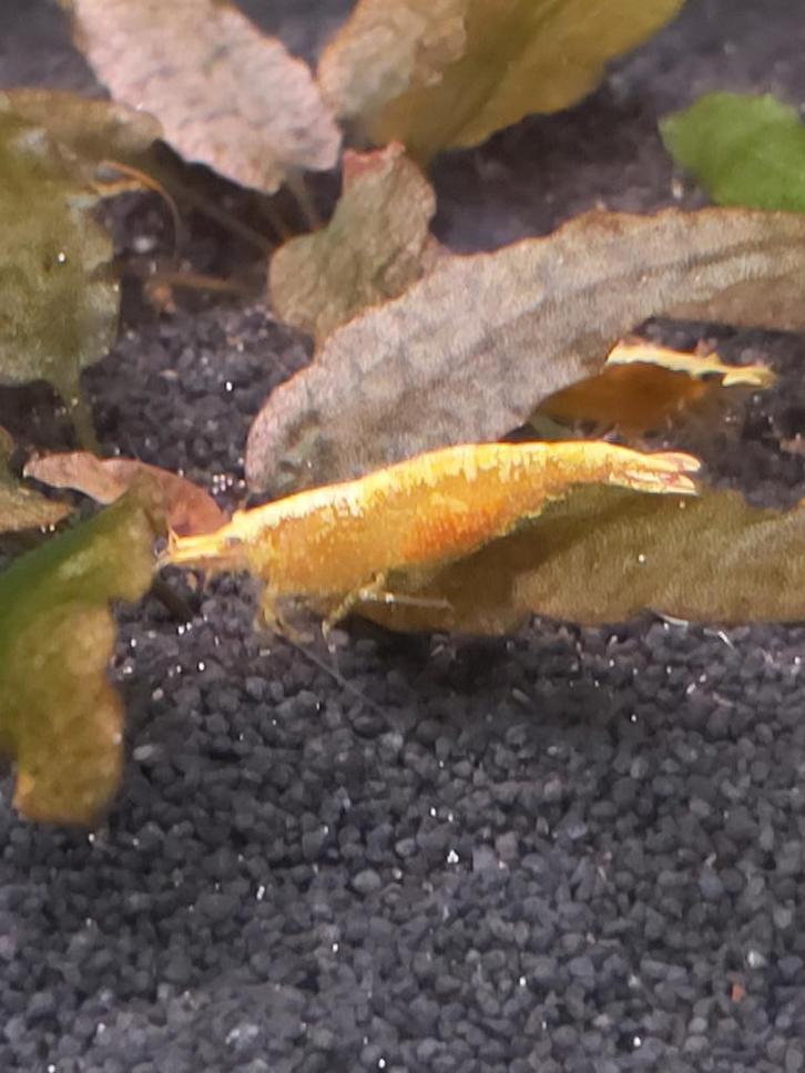 Neocaridina garnalen  "Yellow Backline", Dieren en Toebehoren, Vissen | Aquariumvissen, Zoetwatervis, Kreeft, Krab of Garnaal