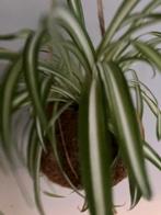 kamerplant in kokos plantenhanger samen, Overige soorten, In pot, Minder dan 100 cm, Groene kamerplant