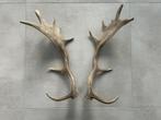 Decoratieve geweien, los koppel hert damhert eland, Ophalen of Verzenden, Gebruikt, Hert, Gewei of Kop