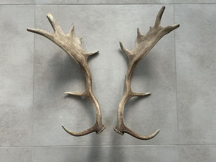 Decoratieve geweien, los koppel hert damhert eland, Verzamelen, Dierenverzamelingen, Gebruikt, Gewei of Kop, Hert, Ophalen of Verzenden