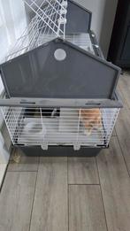 Konijnen + hok, Ophalen, 60 tot 90 cm, Konijn, Hok