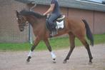 Super brave allround ruin, Dieren en Toebehoren, Paarden, B, Ruin, 3 tot 6 jaar, Recreatiepaard