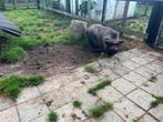 2 hangbuik varkens  + nachtverblijven, Dieren en Toebehoren, Schapen, Geiten en Varkens, Meerdere dieren, Geit