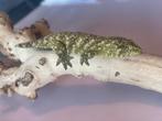 2 leachianus gekkos, Dieren en Toebehoren, Reptielen en Amfibieën