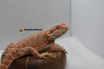 baardagaam Orange Rainbow Tiger Hypo 50% het Trans vrouw, Dieren en Toebehoren, Reptielen en Amfibieën, Hagedis, 0 tot 2 jaar