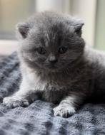 TOP britse korthaar kittens blauw️ ❤️, Dieren en Toebehoren, Katten en Kittens | Raskatten | Korthaar, Meerdere dieren, Ontwormd