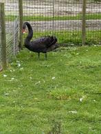 Te koop: 2 zwanen, Dieren en Toebehoren, Pluimvee, Mannelijk, Gans of Zwaan