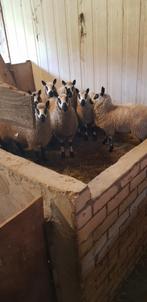Kerry hill schapen zwoeger vrij dubbel arr, Dieren en Toebehoren, Schapen, Geiten en Varkens, Vrouwelijk, Schaap, 0 tot 2 jaar