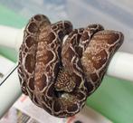 Corallus hortulanus Halloween sub-adulte, Dieren en Toebehoren, Reptielen en Amfibieën, Slang, 0 tot 2 jaar