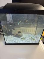 Superfish 30 liter aquarium met veel guppen, pomp, licht, Dieren en Toebehoren, Vissen | Aquaria en Toebehoren, Ophalen, Zo goed als nieuw