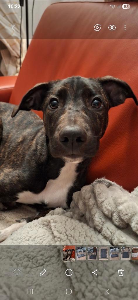 Aanhankelijke PUP X Stafford/Whippet 4 mnd, Dieren en Toebehoren, Honden | Jack Russells en Terriërs, Reu, American Staffordshire Terriër