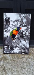 Kleurrijke Lorikeet foto door David Law (Parijs)., Ophalen