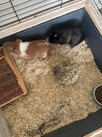2 mannetjes Cavia’s  wegens ernstige allergie weg, Dieren en Toebehoren, Knaagdieren, Cavia, Februari, Mannelijk, Tam