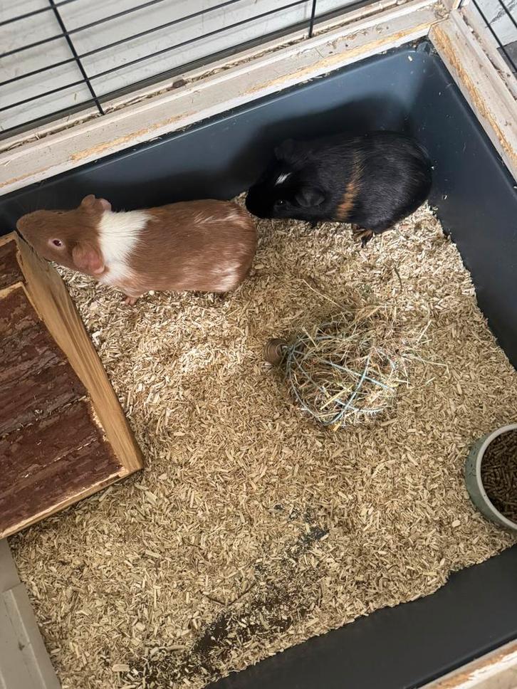 2 mannetjes Cavia’s  wegens ernstige allergie weg, Dieren en Toebehoren, Knaagdieren, Mannelijk, Cavia, Februari, Tam