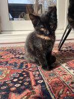 Kittens, Dieren en Toebehoren, Katten en Kittens | Overige Katten, Poes