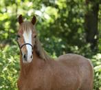 5 jarige welsh merrie 122cm, Dieren en Toebehoren, Pony's, Merrie, 3 tot 6 jaar, B pony (1.17m tot 1.27m), Onbeleerd