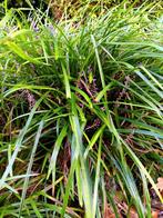 Graslelie paars - wintergroen - meer ruimte nodig!, Ophalen, Vaste plant, Siergrassen, Halfschaduw