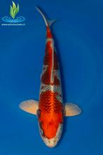 065 Kujaku, Dieren en Toebehoren, Vissen | Vijvervissen, Karper of Koi