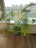 Kentia palm/Howea palm with planter, 135cm tall, Ophalen, 100 tot 150 cm, Palm, Halfschaduw