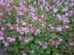 Geranium Cantabrigiense Biokovo (Ooievaarsbek), Ophalen, Bodembedekkers, Vaste plant, Halfschaduw