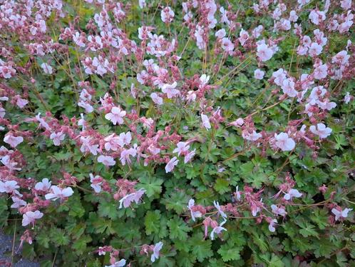 Geranium Cantabrigiense Biokovo (Ooievaarsbek), Tuin en Terras, Planten | Tuinplanten, Vaste plant, Bodembedekkers, Halfschaduw