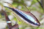 Keizertetra, Dieren en Toebehoren, Vissen | Aquariumvissen, Vis, Zoetwatervis, Schoolvis