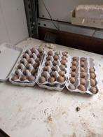 Broedeieren  van Chinese dwergkwartels en Japanse en Jumbo k, Dieren en Toebehoren, Geslacht onbekend, Overige soorten