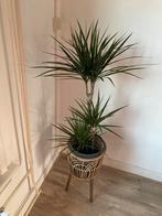 Dracaena Drakenbloedboom Kamerplant, Huis en Inrichting, Kamerplanten, Ophalen, Overige soorten, Minder dan 100 cm