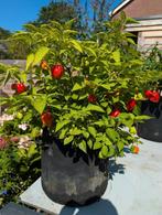 Peper planten, Ophalen, Volle zon, Groenteplanten, Eenjarig
