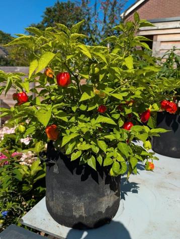Peper planten  beschikbaar voor biedingen