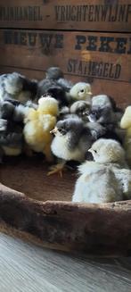 Prachtige blauwtinten brahma kuikentjes raszuiver grote brah, Dieren en Toebehoren, Pluimvee, Geslacht onbekend, Kip