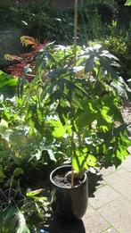 Vasconcellea pubescens (Bergpapaya) V, Halfschaduw, Overige soorten, 100 tot 250 cm, Zomer