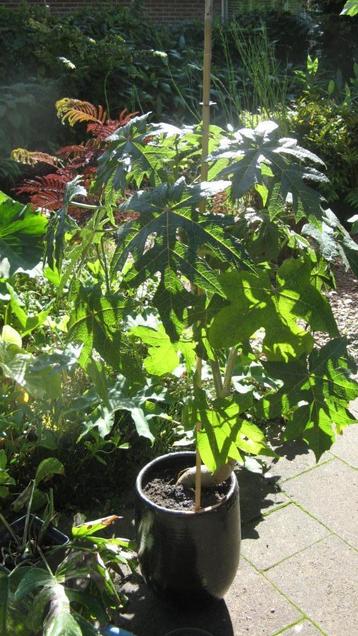 Vasconcellea pubescens (Bergpapaya) V beschikbaar voor biedingen