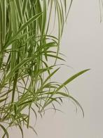 Graslelie stekjes te koop!, Ophalen of Verzenden