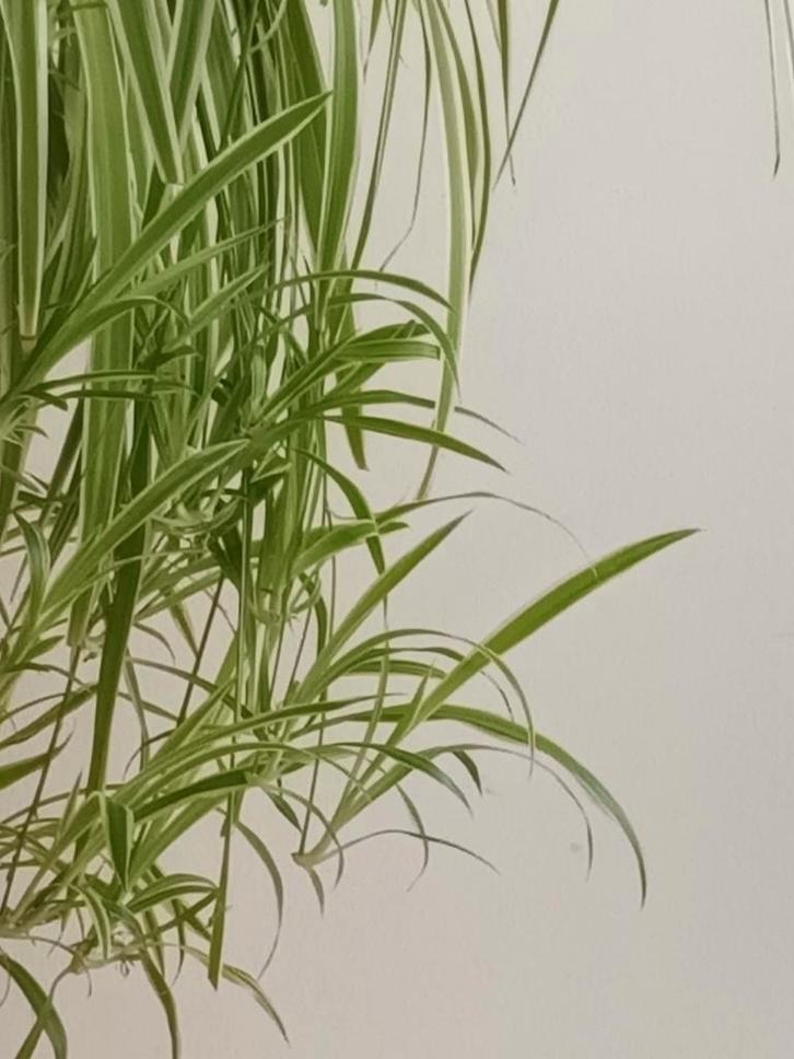 Graslelie stekjes te koop!, Huis en Inrichting, Kamerplanten, Ophalen of Verzenden