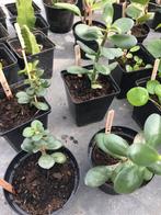Gewortelde Crassula ovata/ Jadeplant stekjes te koop, Ophalen of Verzenden, Overige soorten, Minder dan 100 cm