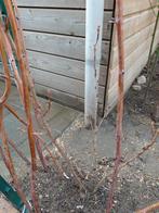 Zwarte en rode bessen stekken, Ophalen, Minder dan 100 cm, Overige soorten, Zomer