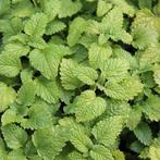 citroenmelisse biologisch gekweekt  kruidenplant, Volle zon, Vaste plant, Ophalen of Verzenden, Kruiden