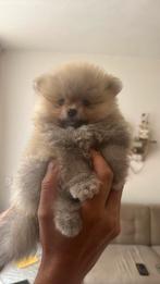 Pomperiaan reu bearface, Rabiës (hondsdolheid), 8 tot 15 weken, Eén hond, Nederland