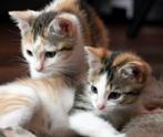 GEZOCHT !!!LAPJES KITTEN 2 stuks! GEVONDEN, Dieren en Toebehoren, Katten en Kittens | Overige Katten, Poes