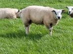 T.k. Boeren Texelaar dekrammen., Dieren en Toebehoren, Schapen, Geiten en Varkens, Mannelijk, Schaap, 0 tot 2 jaar