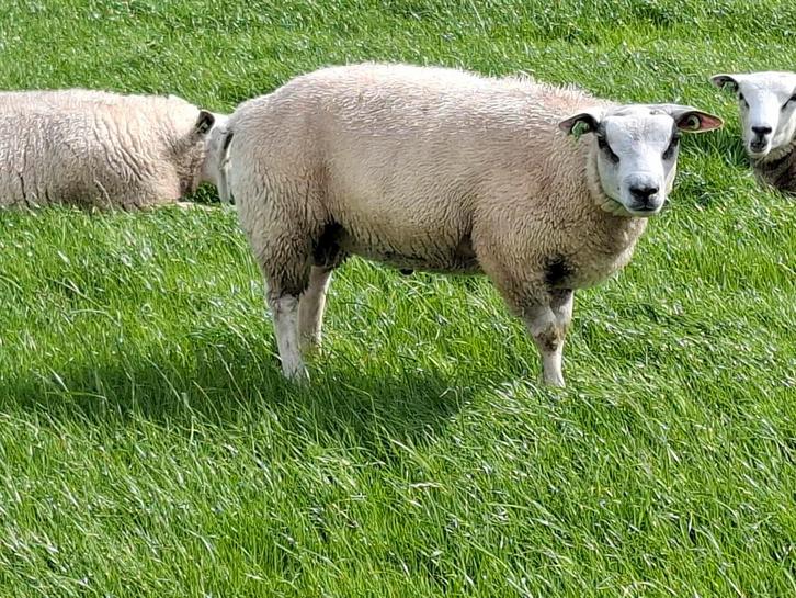 T.k. Boeren Texelaar dekrammen., Dieren en Toebehoren, Schapen, Geiten en Varkens, Schaap, Mannelijk, 0 tot 2 jaar