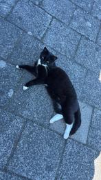 Poes zoekt nieuw baasje, Dieren en Toebehoren, Katten en Kittens | Overige Katten, Poes